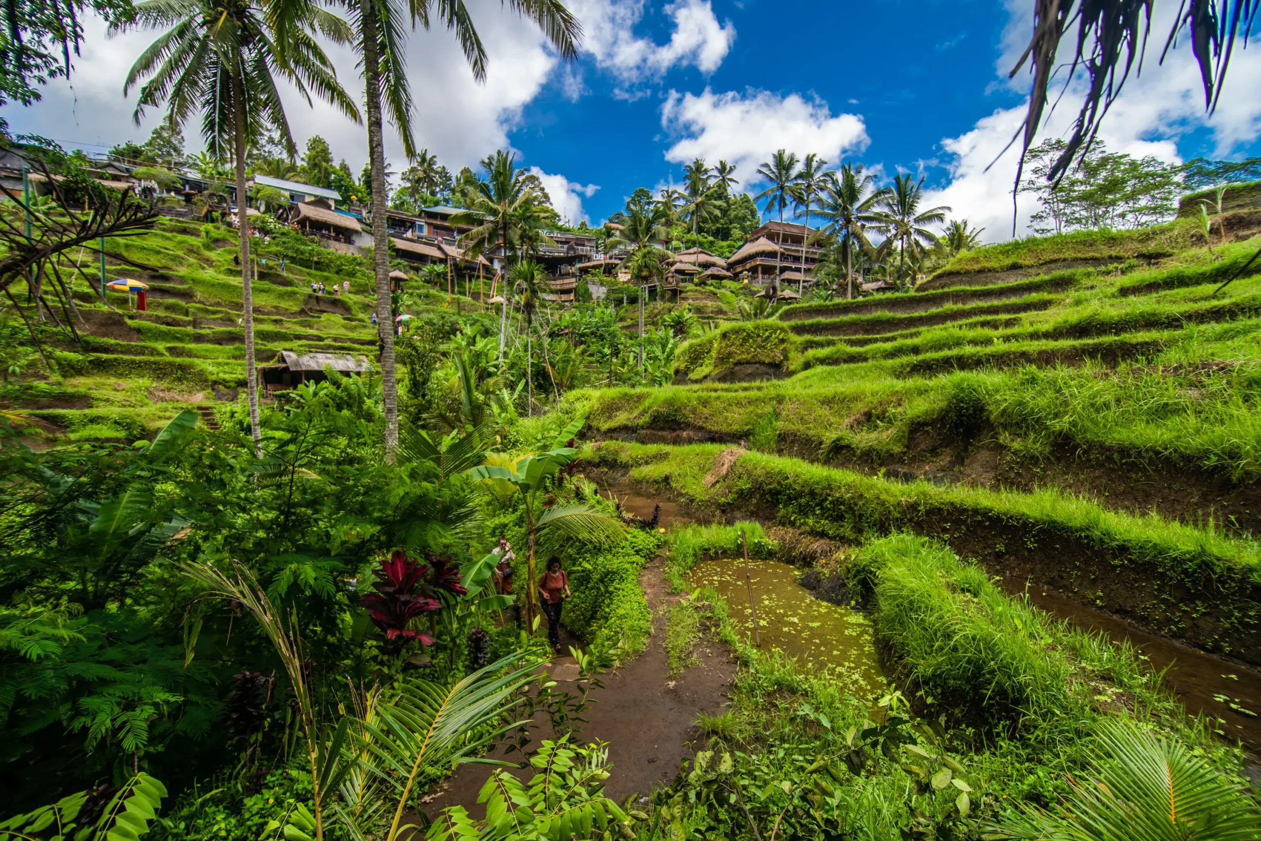 near cultural village ubud is area known as tegallalang that boasts most dramatic terraced rice fields all bali scaled